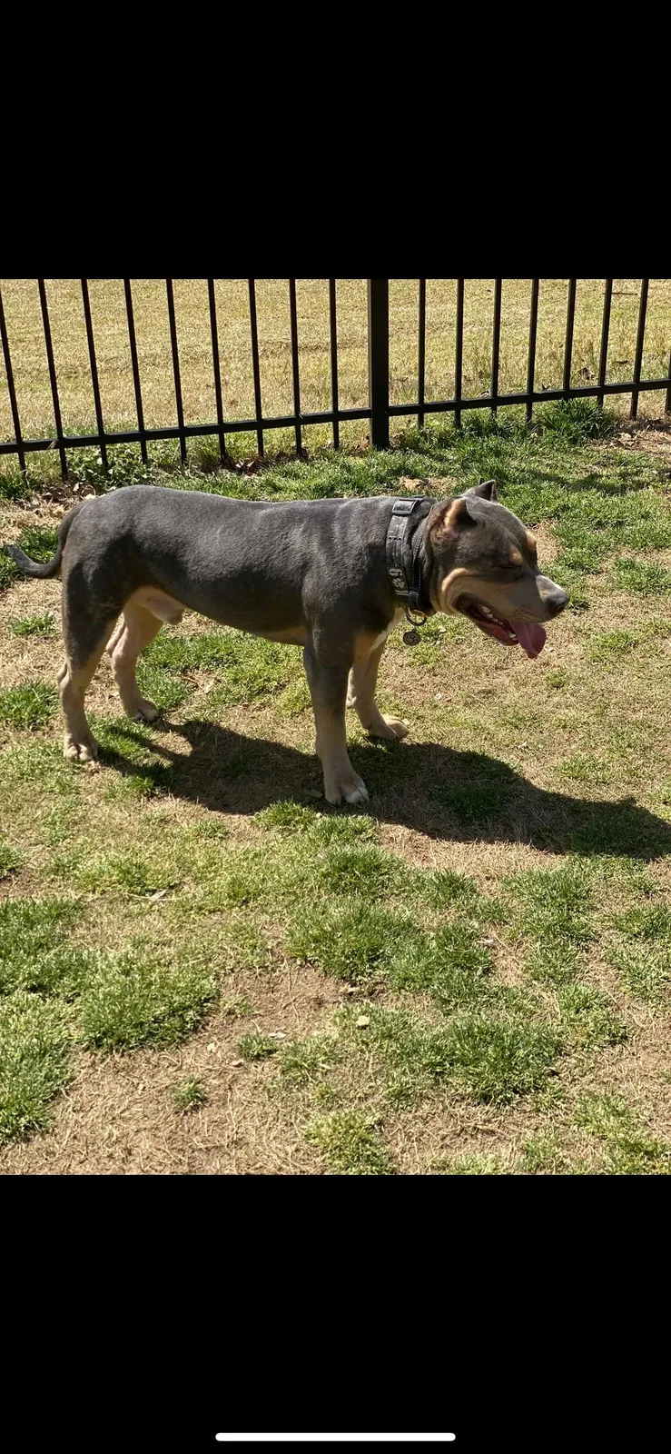 Lost dog in New Market, AL, 35761