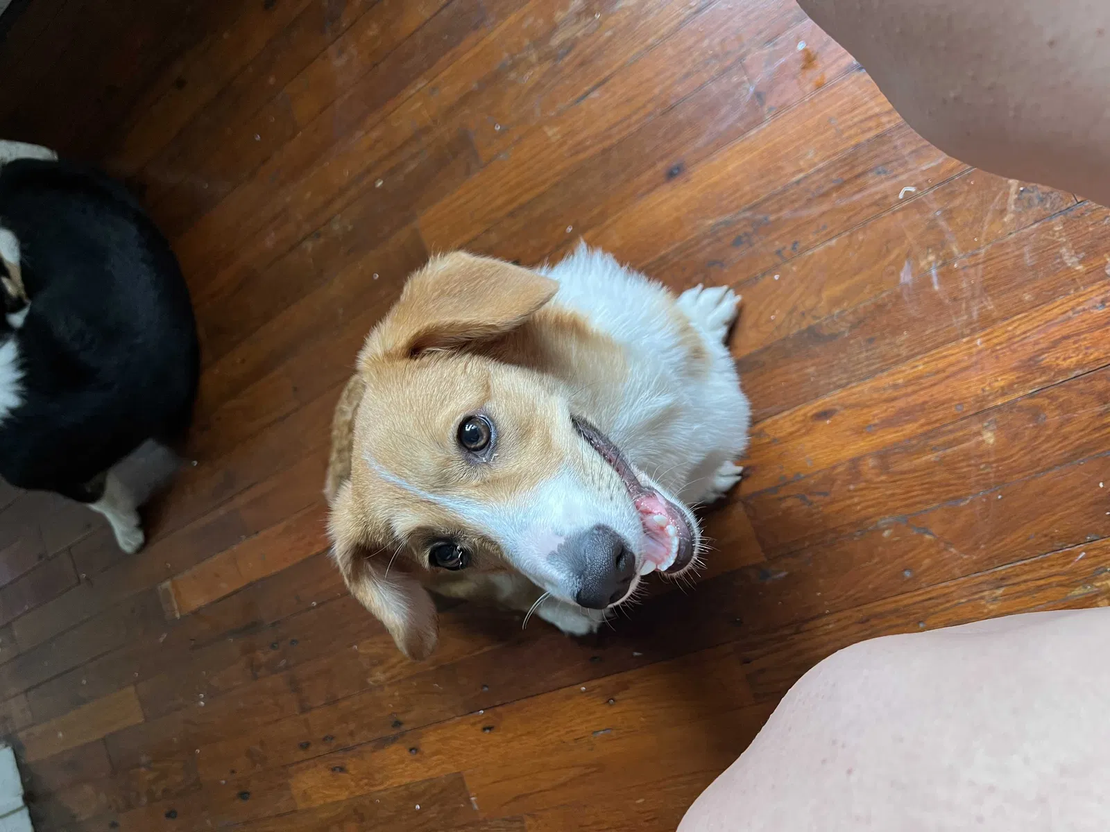 Lost dog in Kingsville, TX, 78363