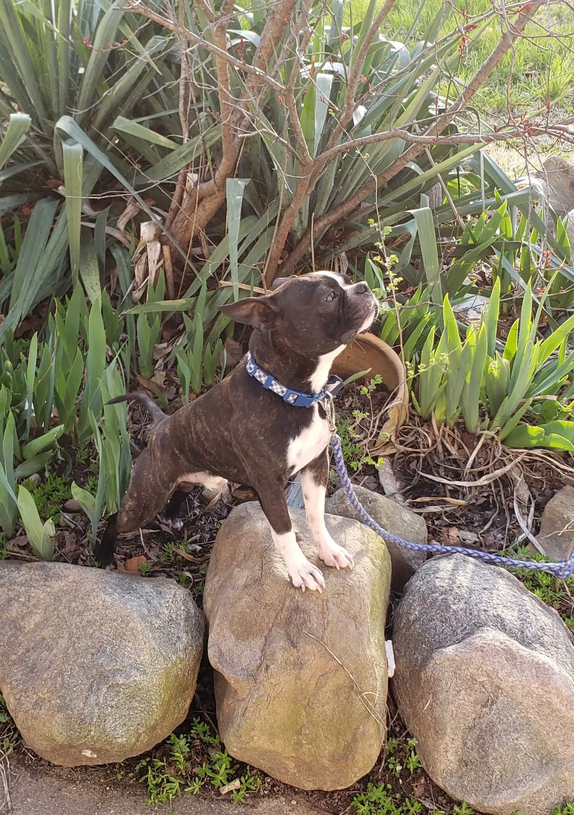 Lost dog in Peoria, IL, 61614