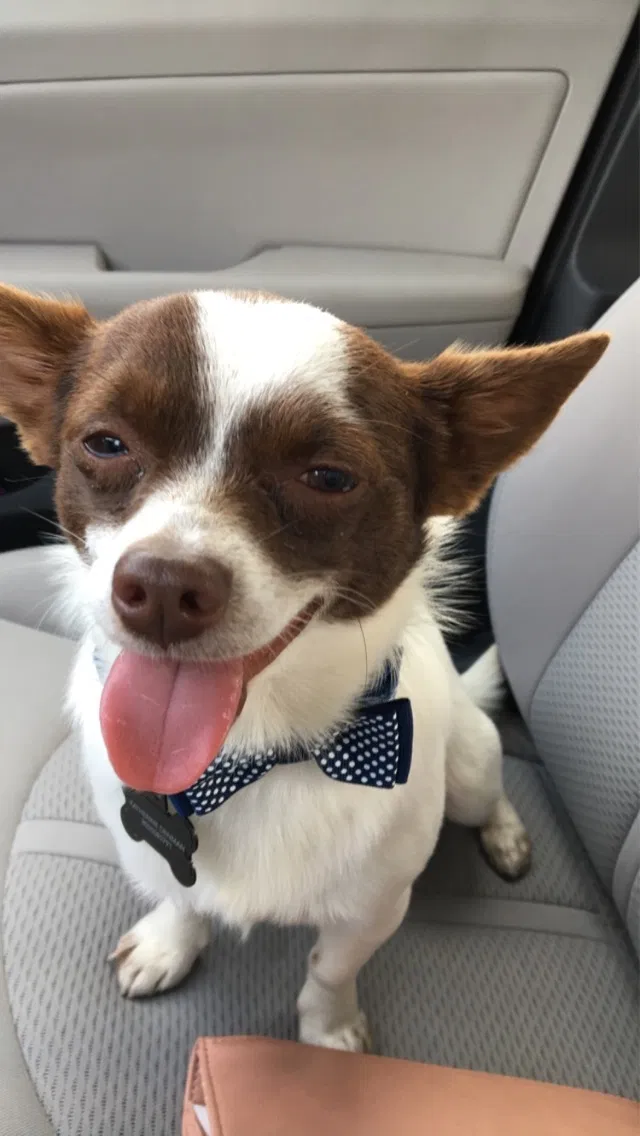 Lost dog in Aiken, SC, 29801