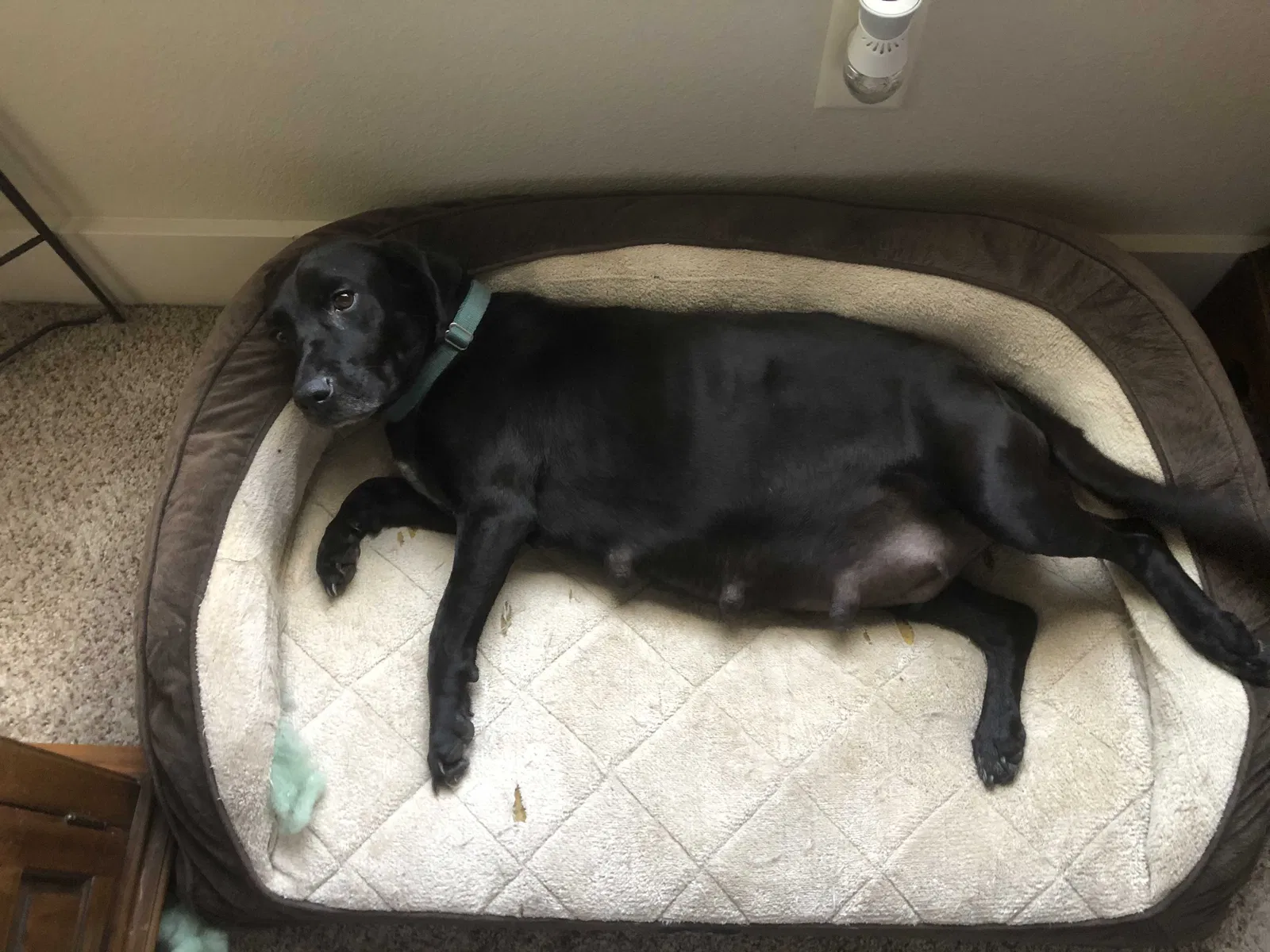 Found dog in Jacksonville, TX, 75766
