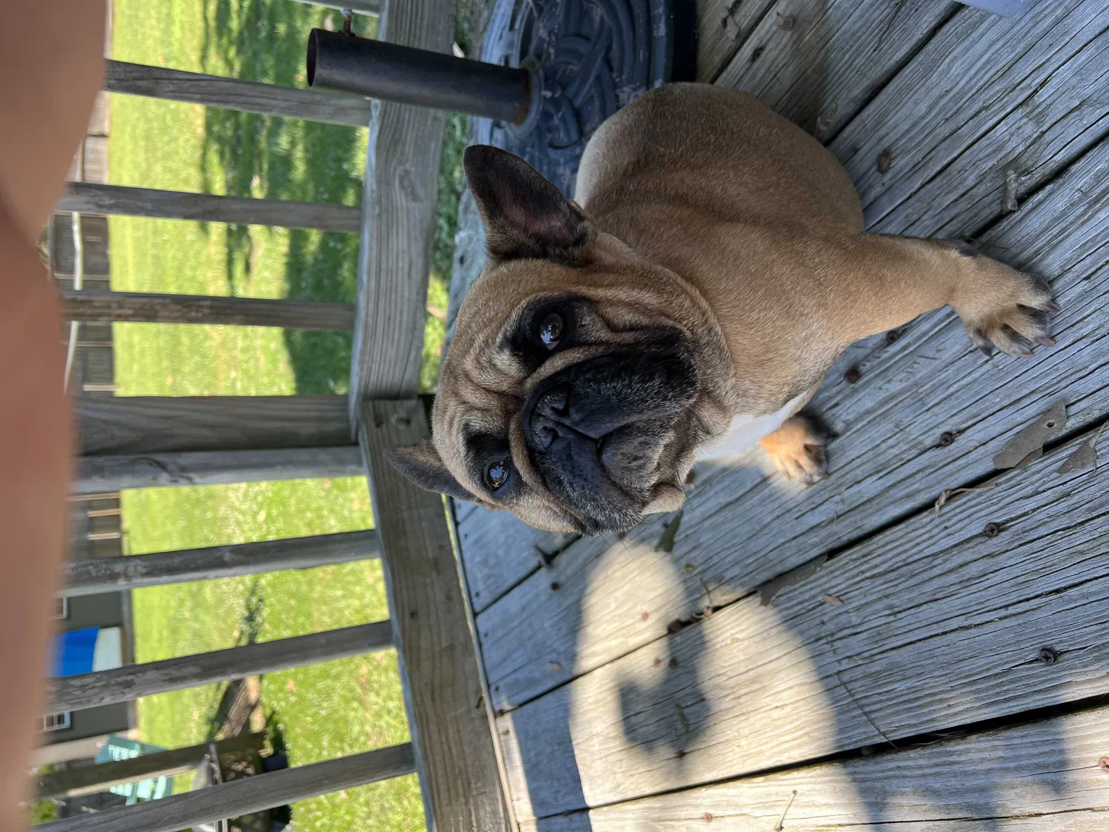 Lost dog in Moyock, NC, 27958