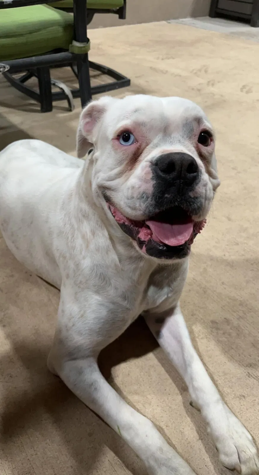 Lost dog in Kyle, TX, 78640