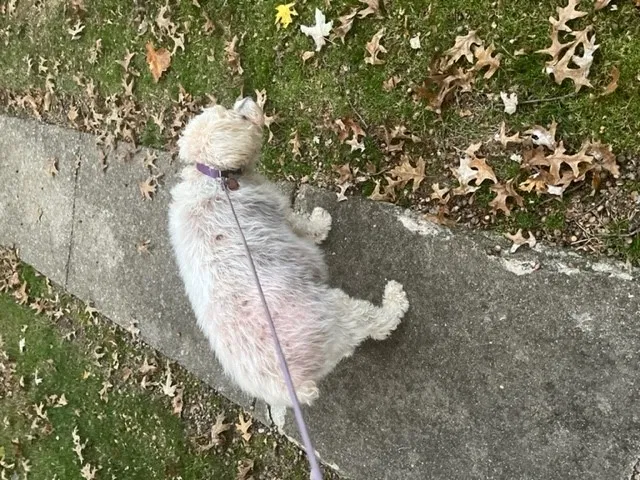 Lost dog in Mount Olive, IL, 62069