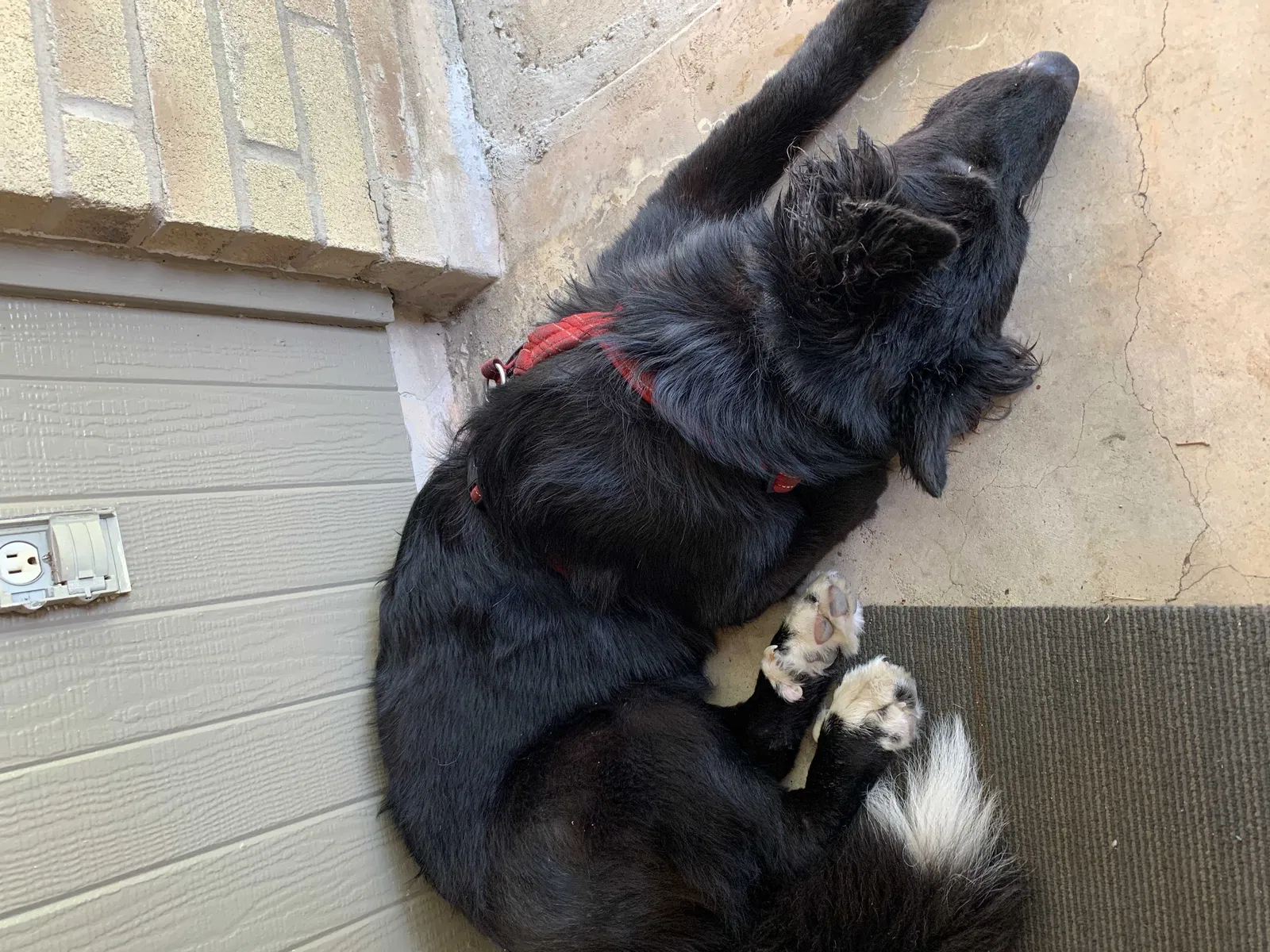 Found dog in San Antonio, TX, 78244
