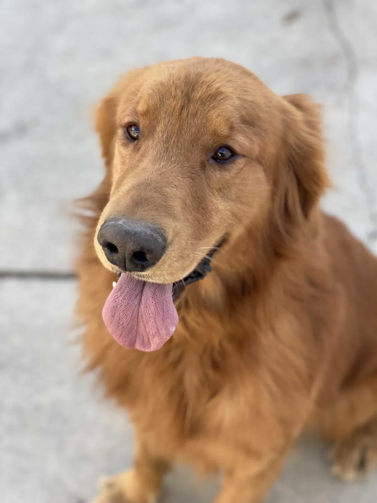 Lost dog in Palmdale, CA, 93591