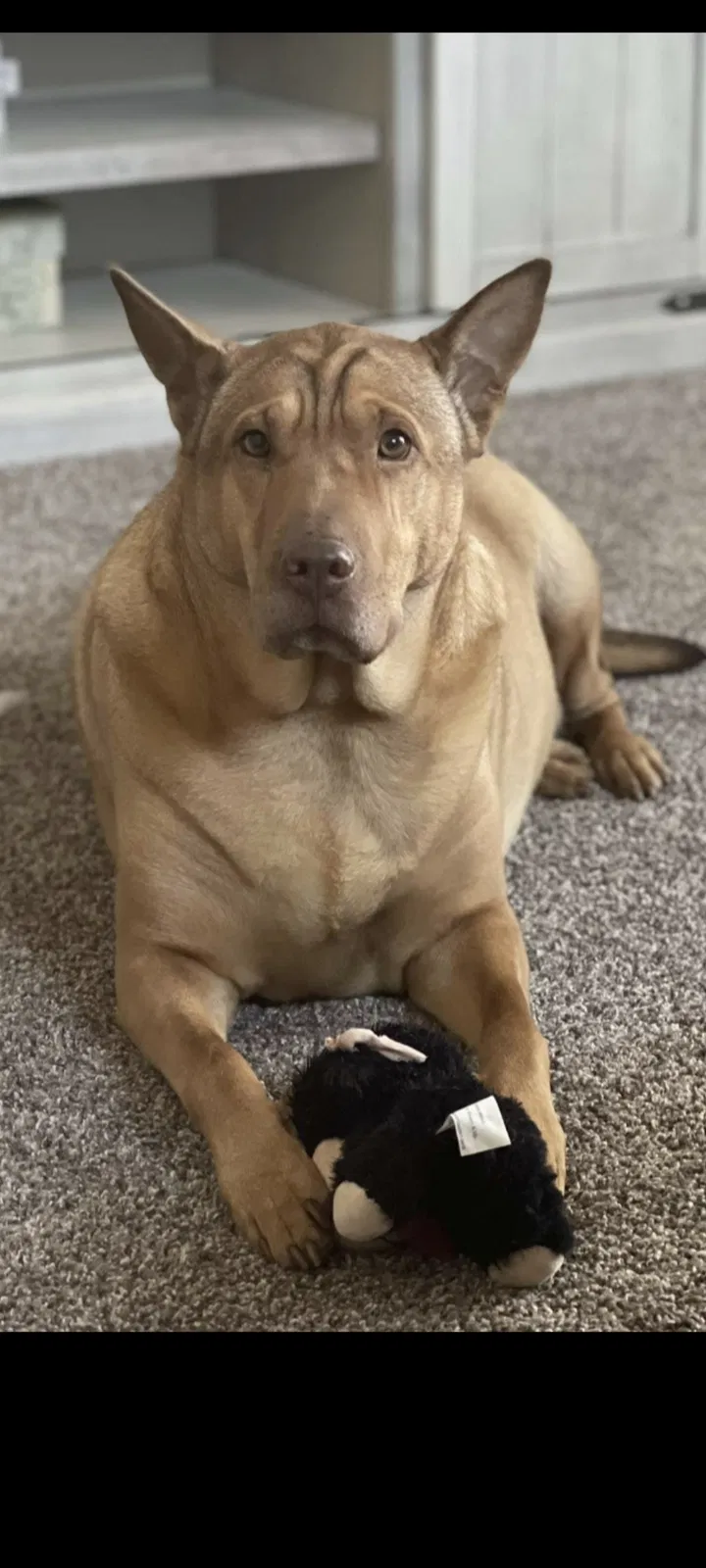 Found dog in Lacygne, KS, 66040