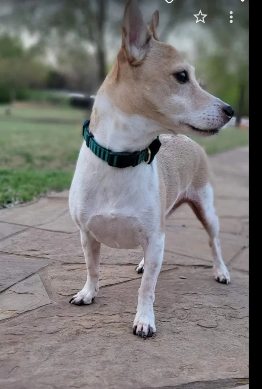 Lost dog in Dallas, TX, 75206