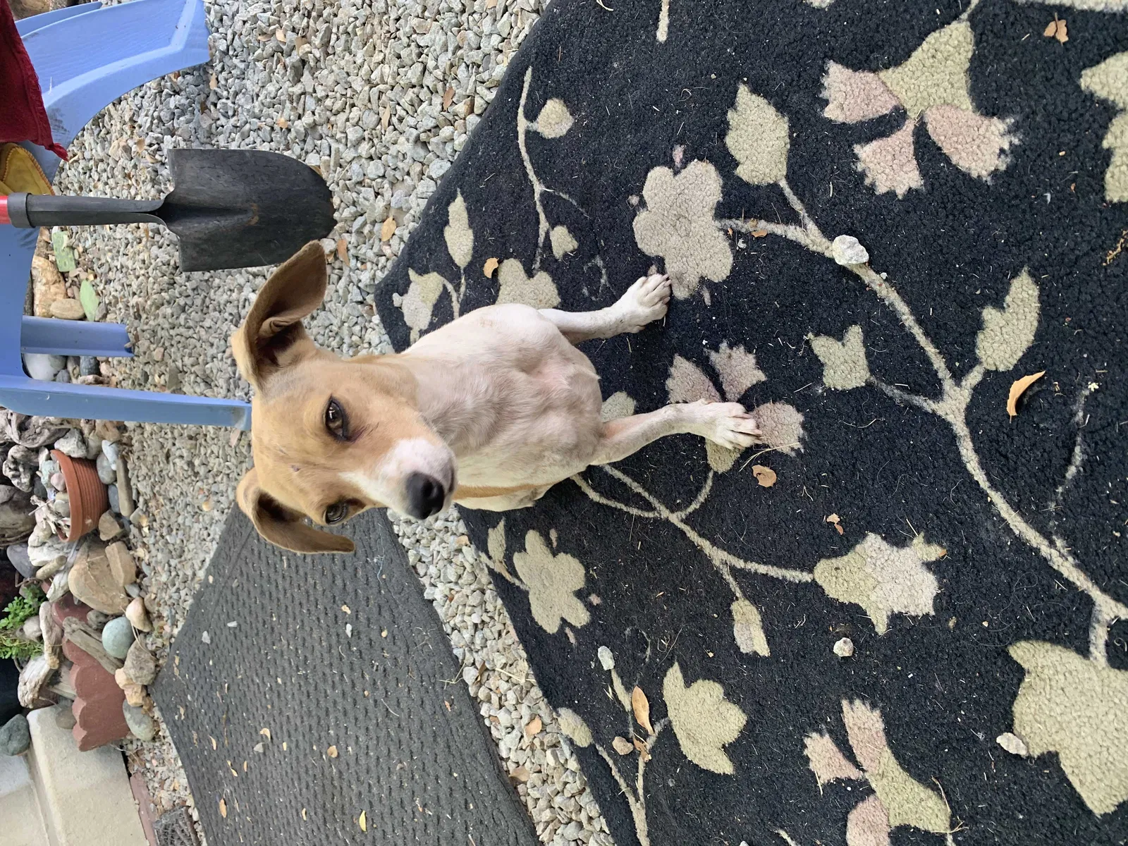 Found dog in Redding, CA, 96001