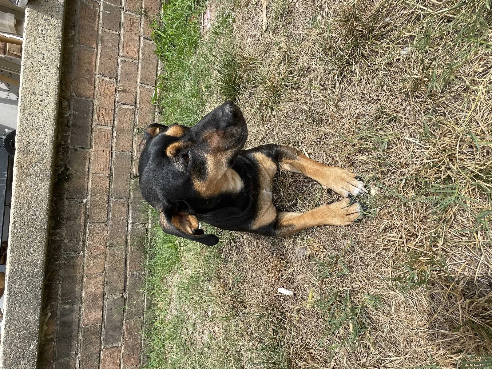 Lost dog in Raleigh, NC, 27610
