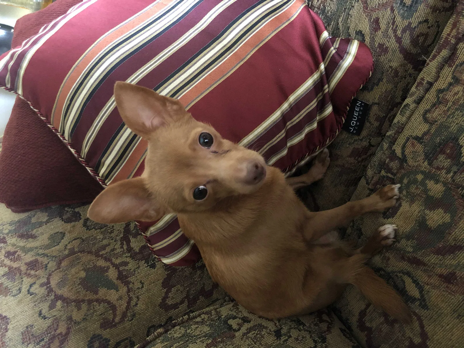 Lost dog in Abilene, TX, 79602