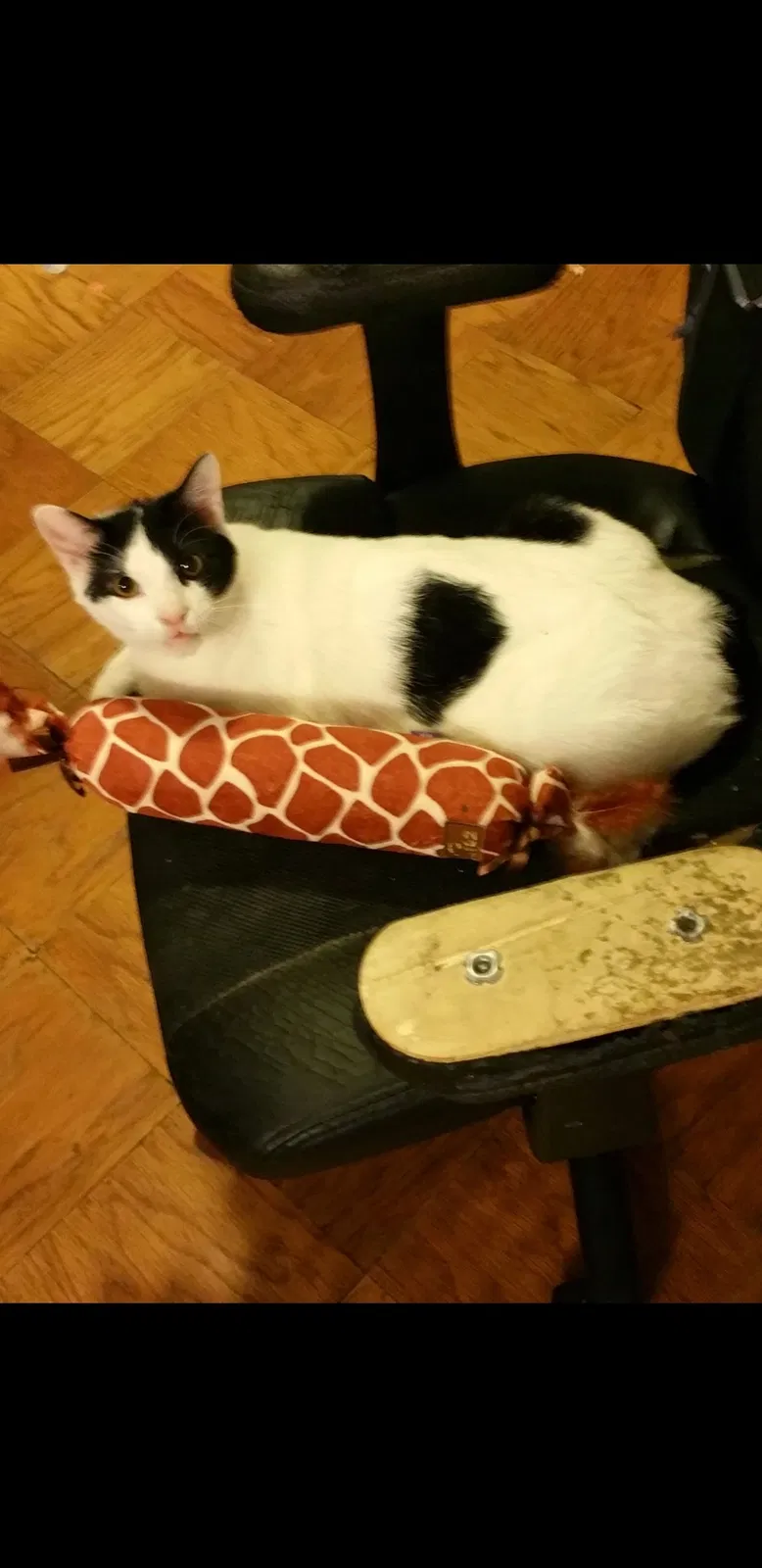 Lost cat in Pontiac, MI, 48342