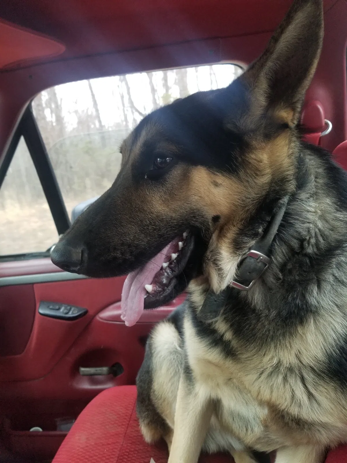 Lost dog in Monterey, TN, 38574