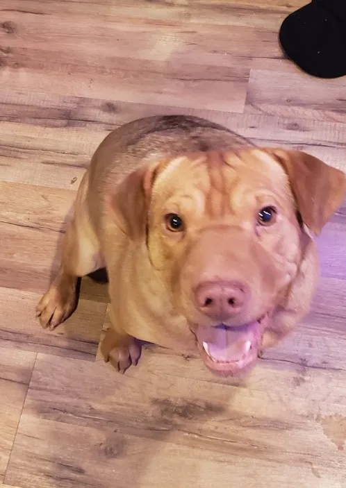 Lost dog in Kearny, NJ, 7032