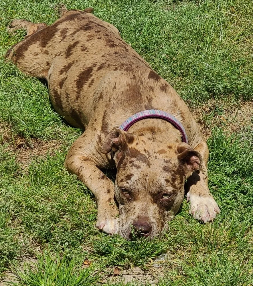 Lost dog in Charlotte, NC, 28205