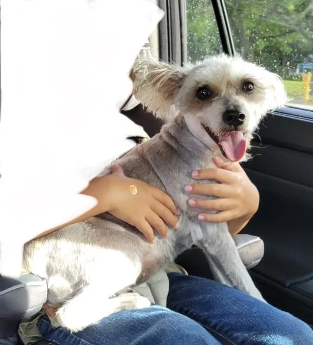 Lost dog in Houston, TX, 77089