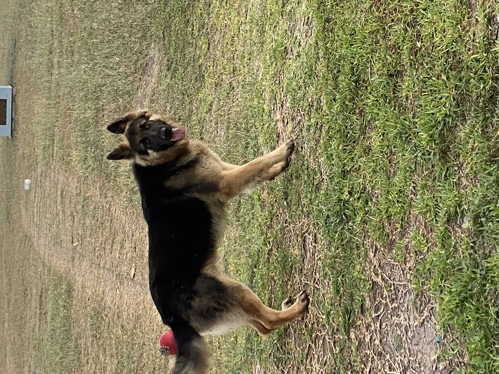 Lost dog in La Feria, TX, 78559