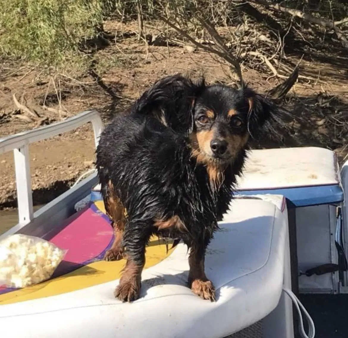 Lost dog in Madisonville, KY, 42431