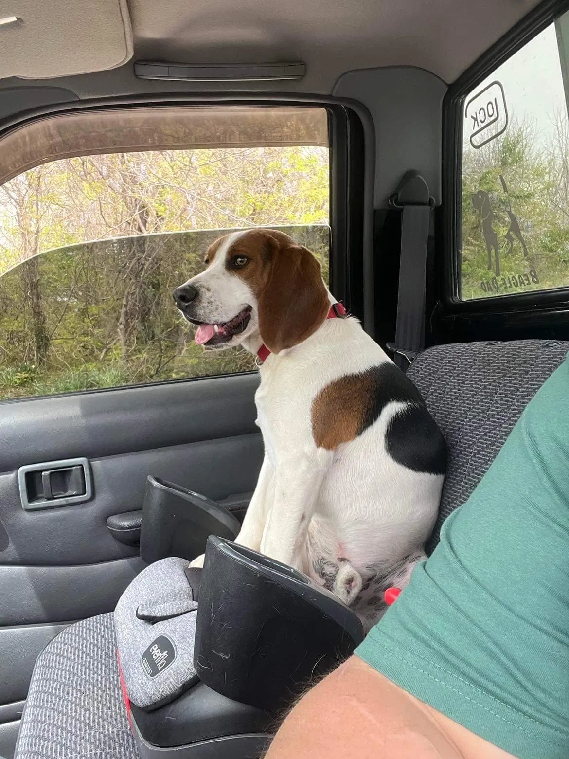 Lost dog in Hudson, NC, 28638