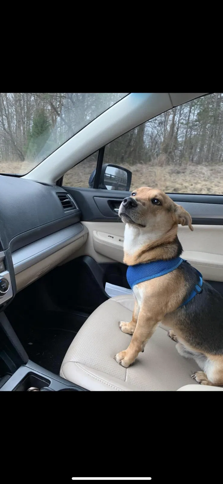 Lost dog in Hudson, NC, 28638