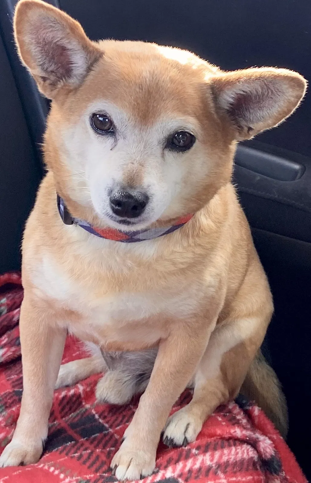Lost dog in Greeley, CO, 80631