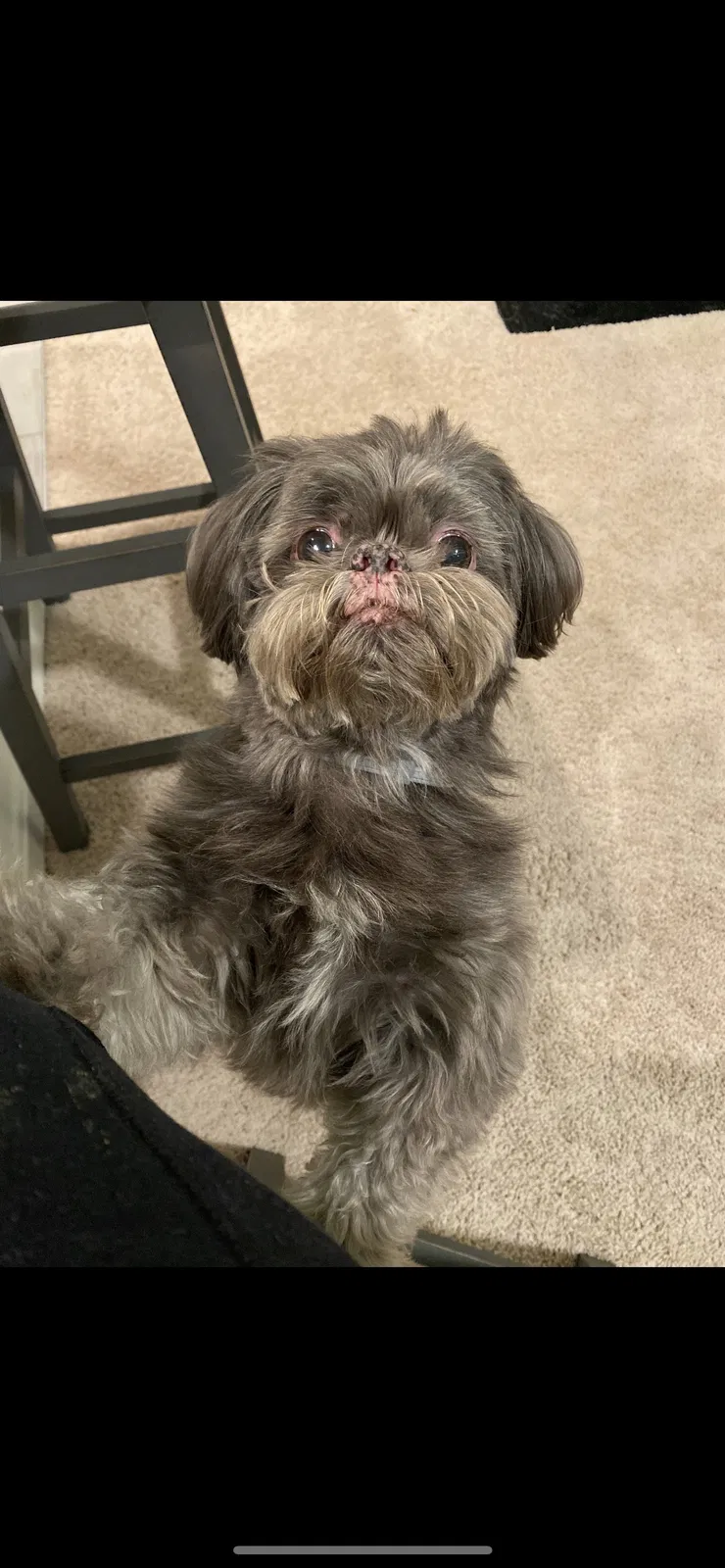 Lost dog in Stafford, VA, 22556
