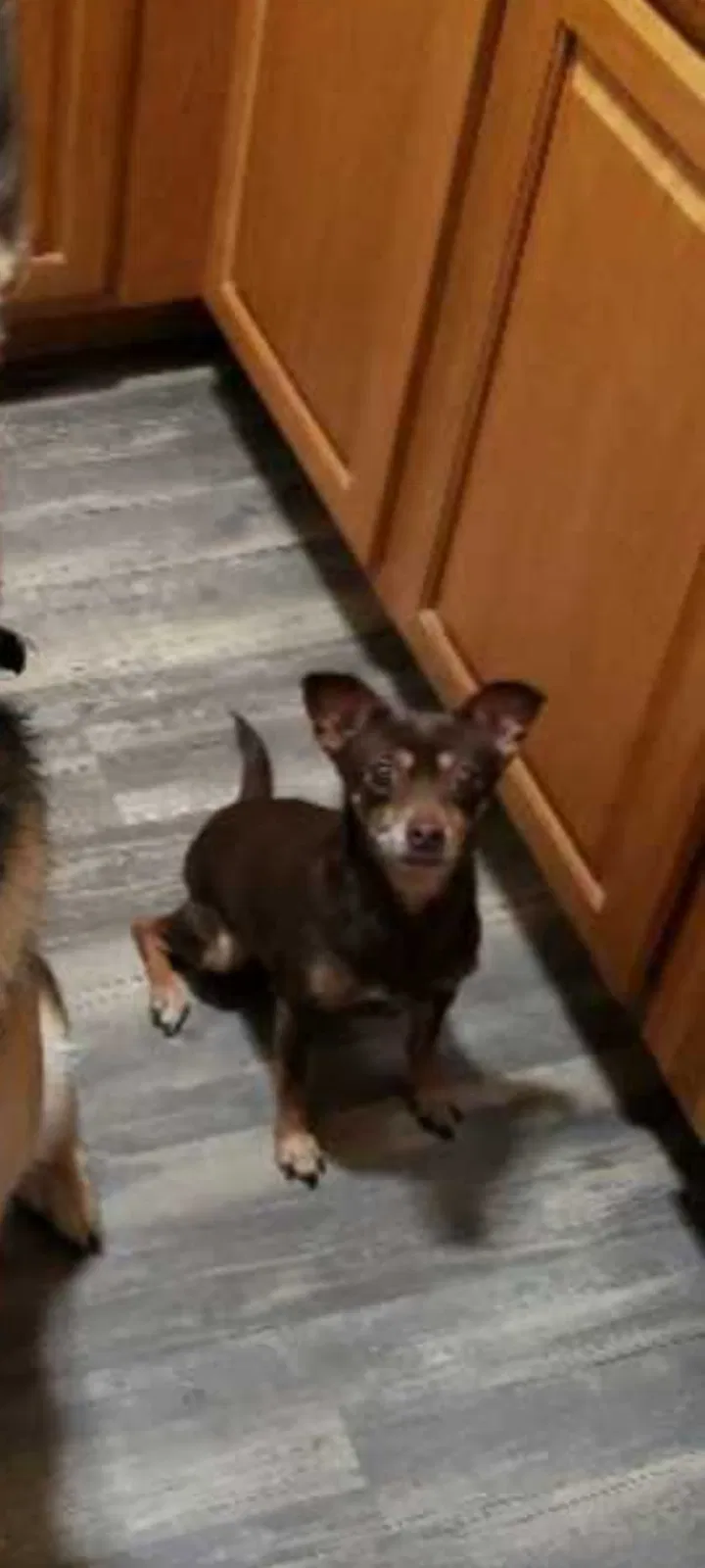 Lost dog in New Port Richey, FL, 34653