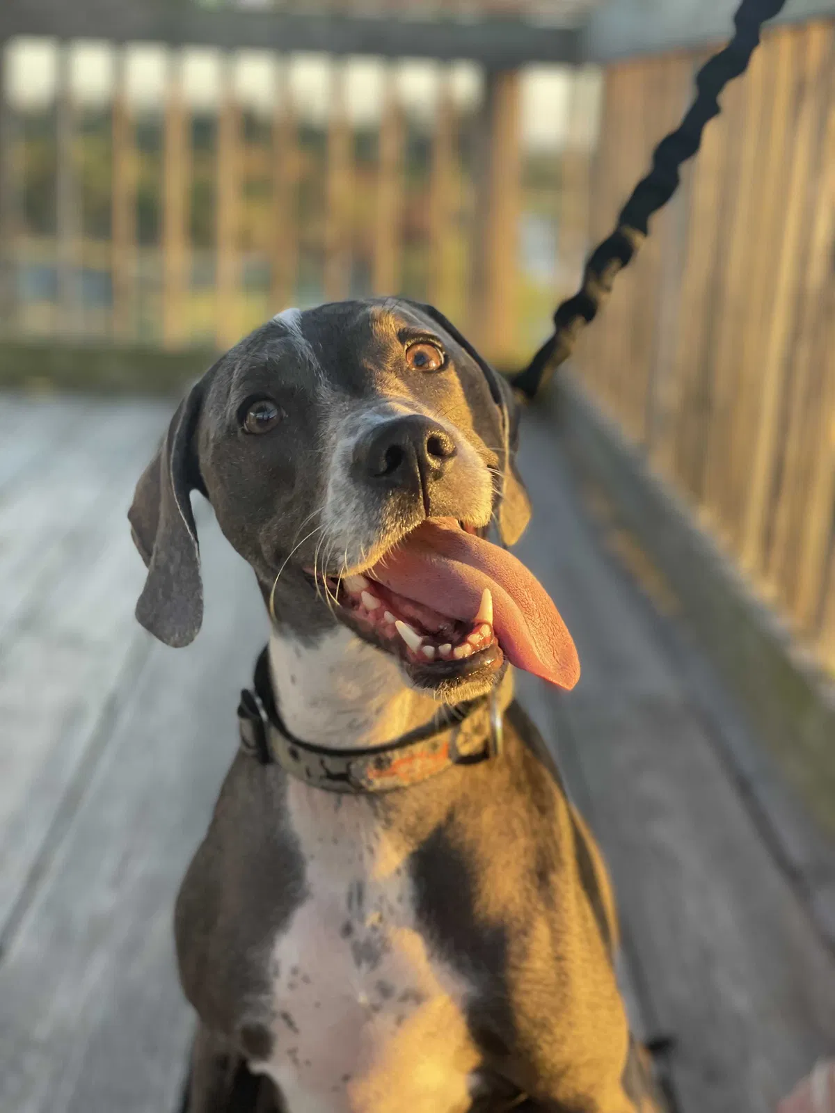 Lost dog in Bradenton, FL, 34212