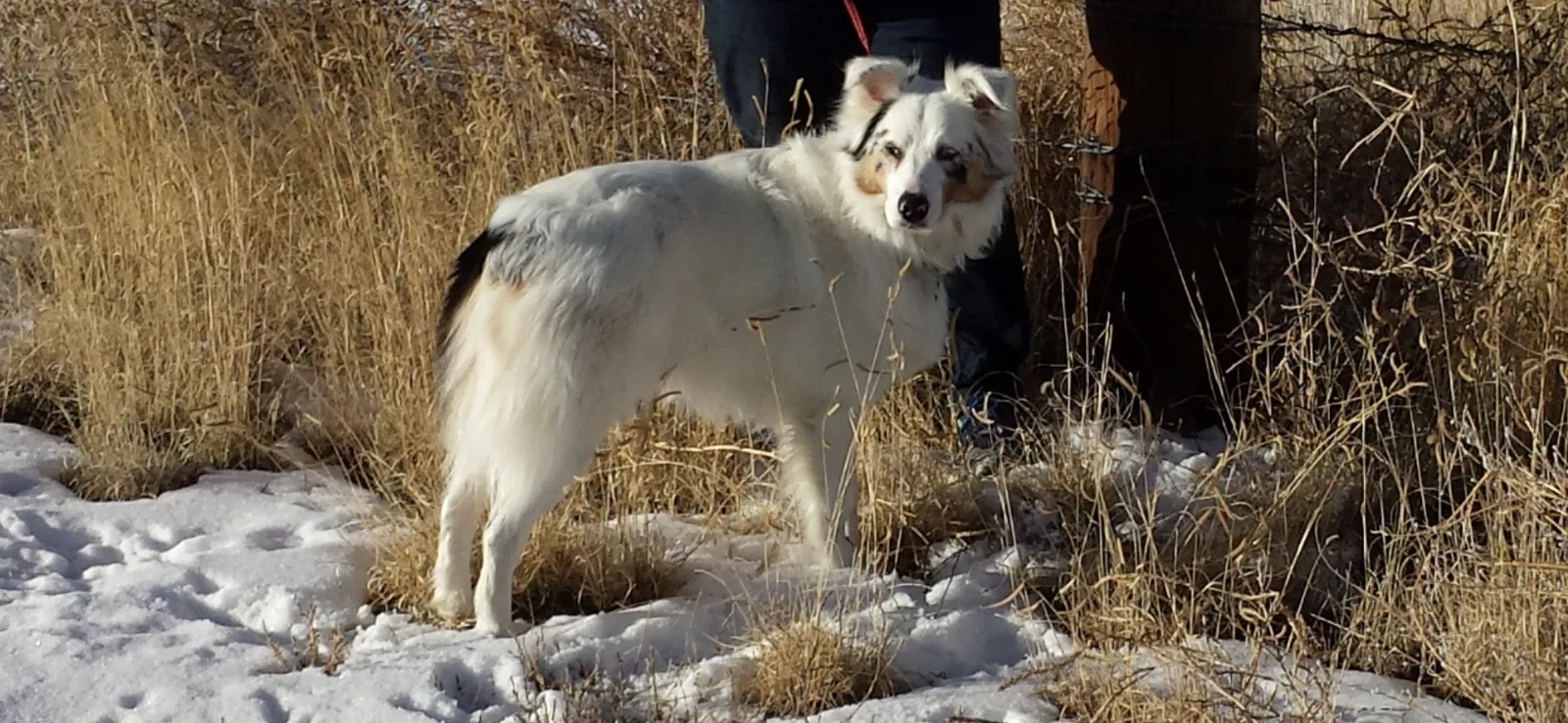 Lost dog in Peyton, CO, 80831