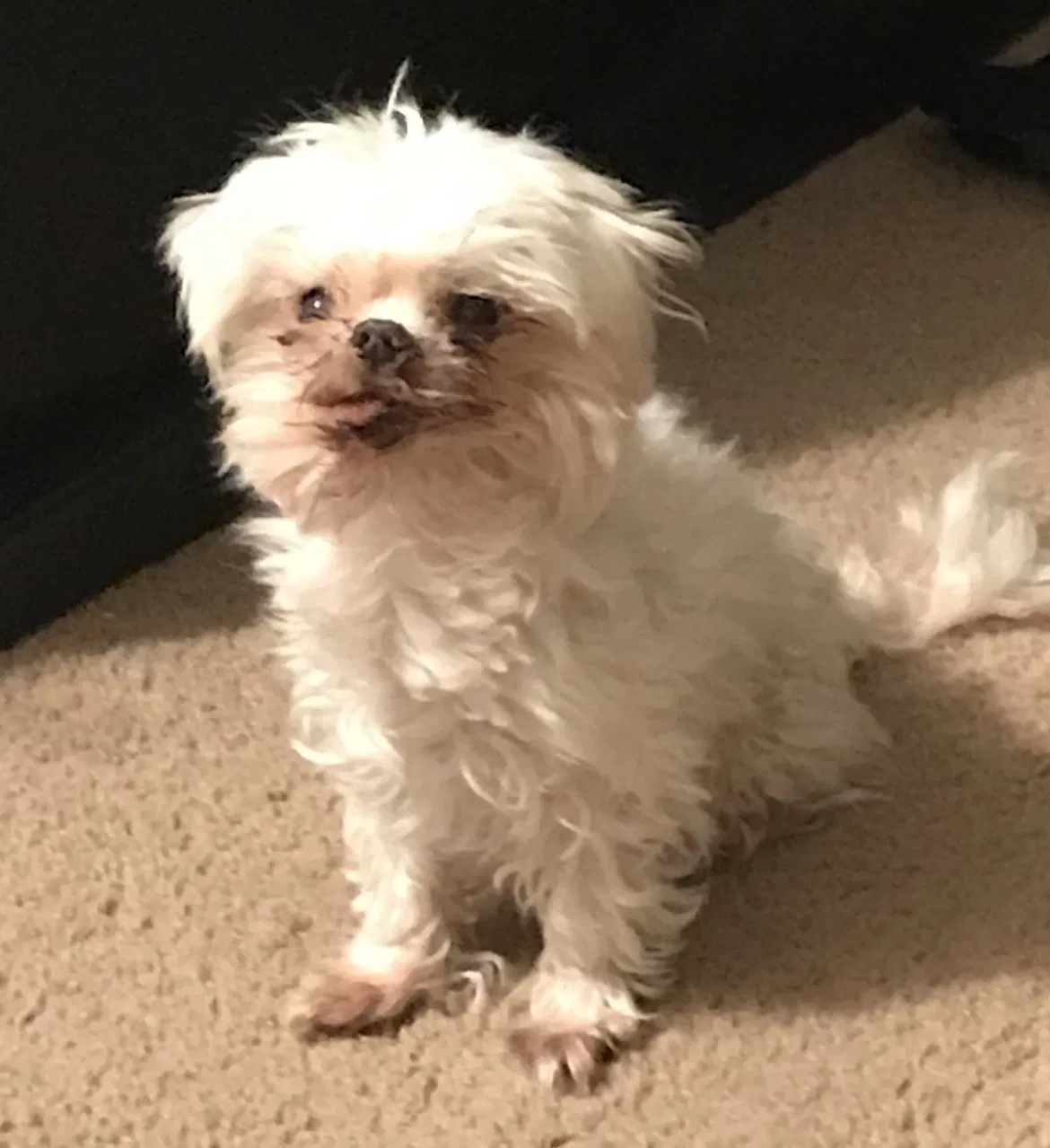 Lost dog in Lancaster, CA, 93535