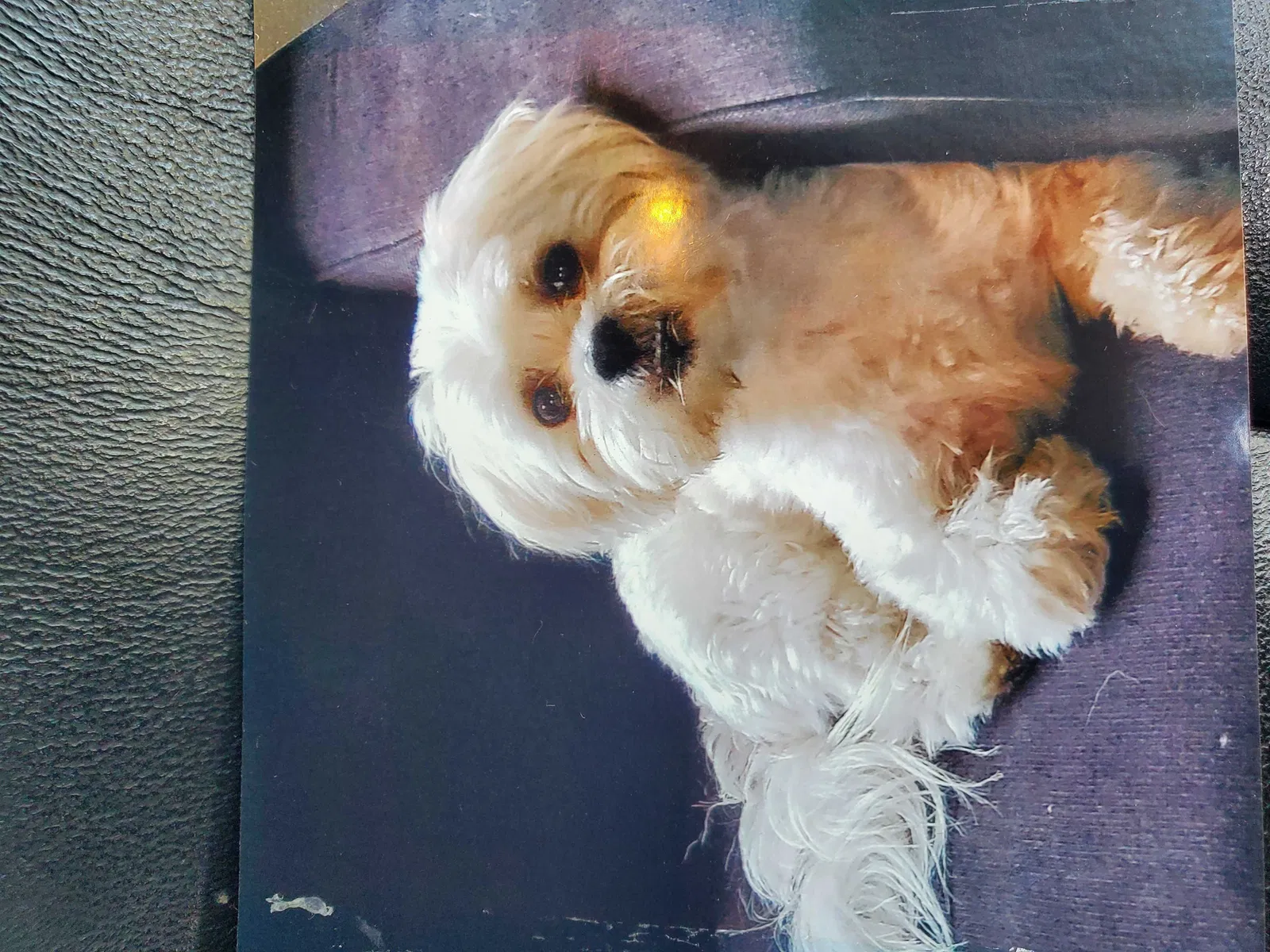 Lost dog in Baldwin Park, CA, 91706