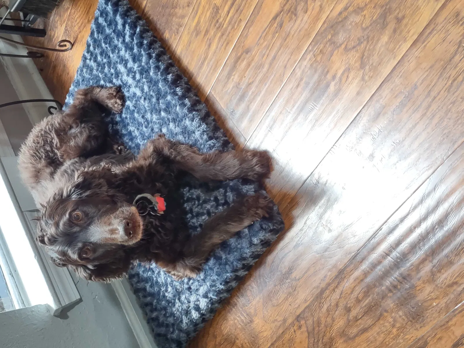 Lost dog in Cypress, TX, 77429