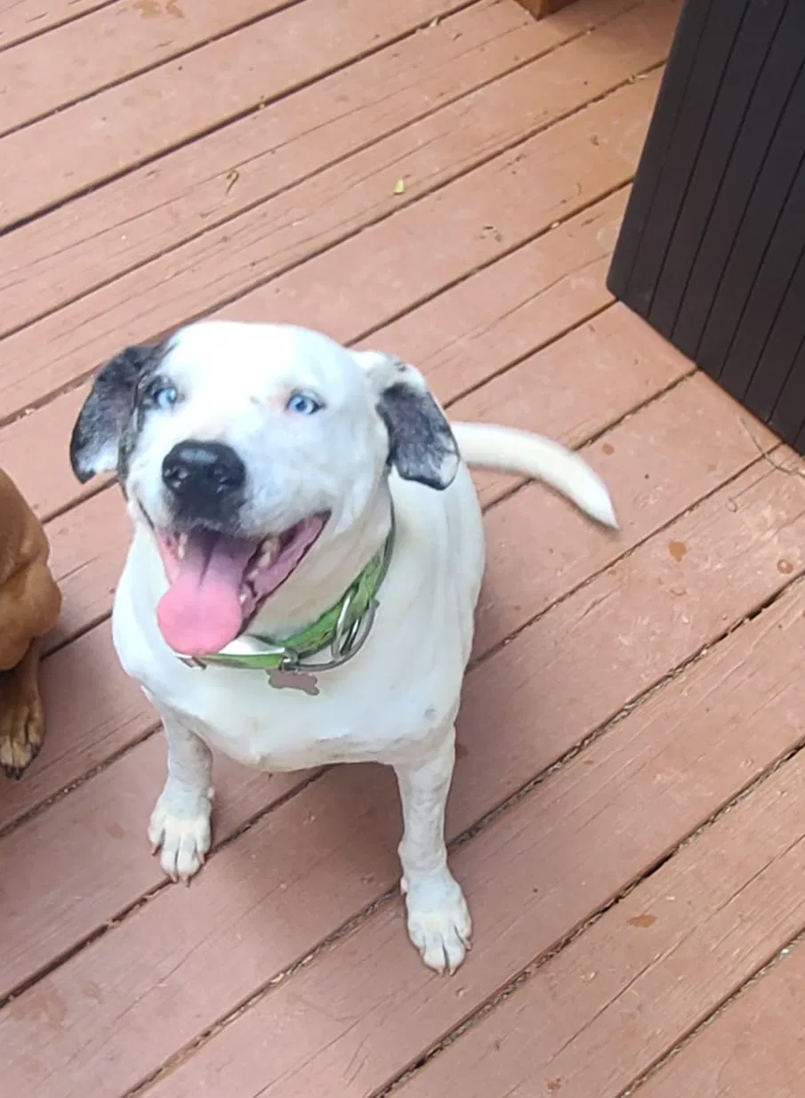 Lost dog in Rutledge, GA, 30663
