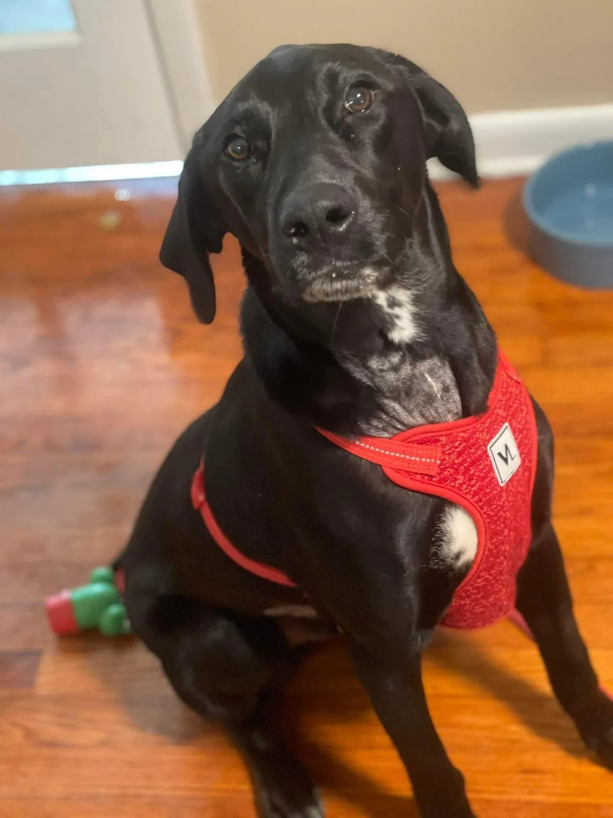 Lost dog in Faison, NC, 28341