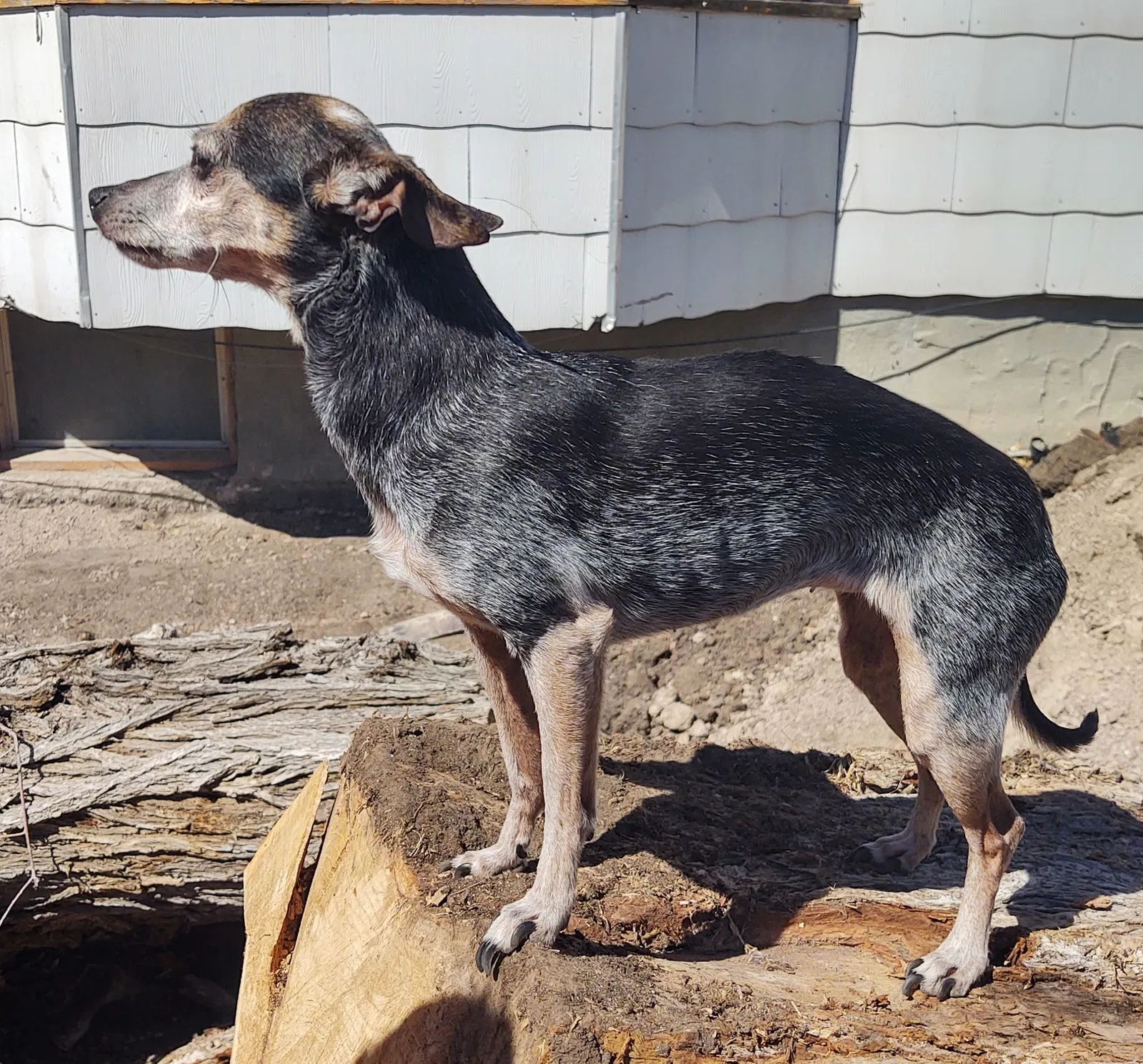 Lost dog in Cheyenne, WY, 82001