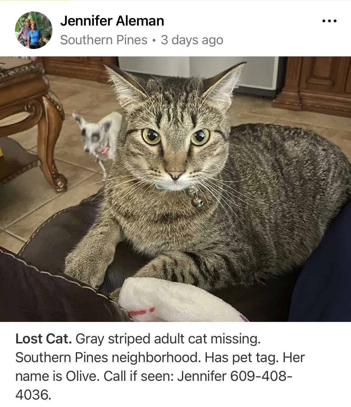 Lost cat in Saint Cloud, FL, 34772
