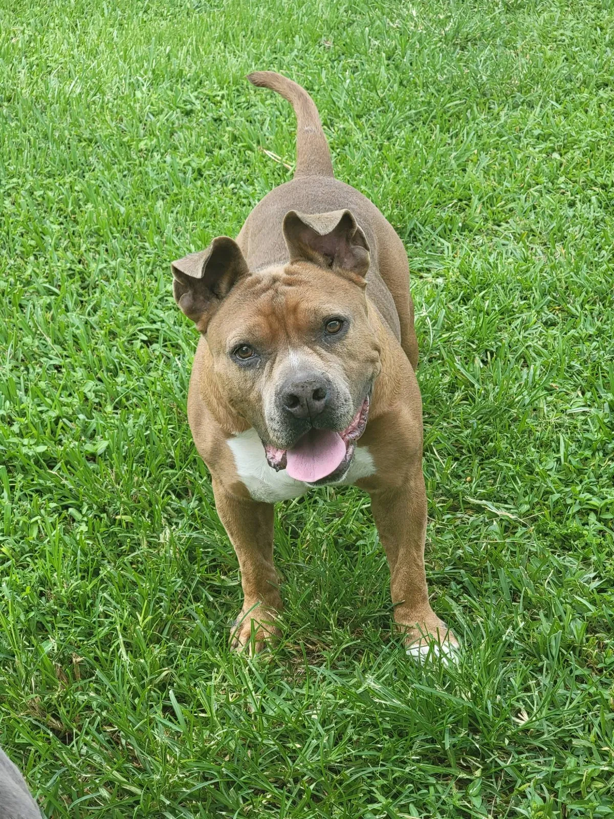 Lost dog in Hollywood, FL, 33024