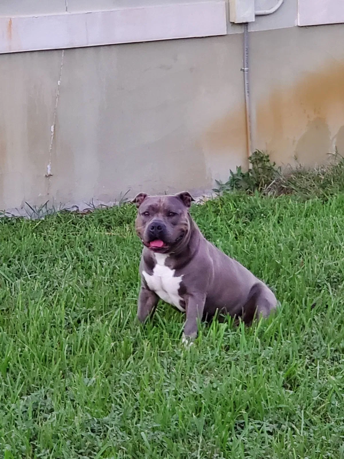 Lost dog in Hollywood, FL, 33024