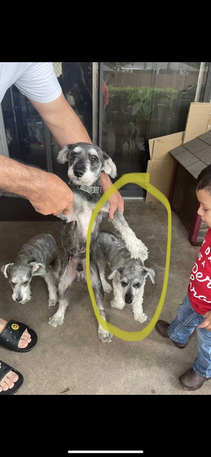 Lost dog in Garland, TX, 75041