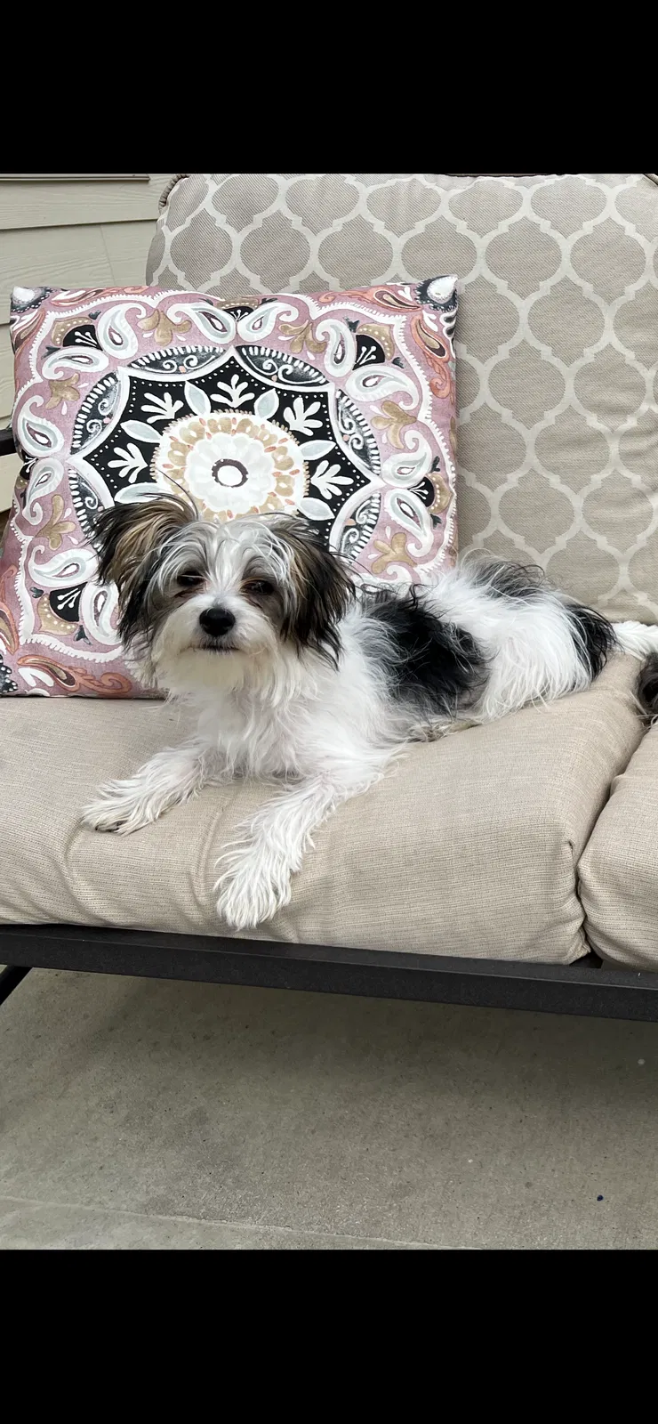Lost dog in Charlotte, NC, 28278