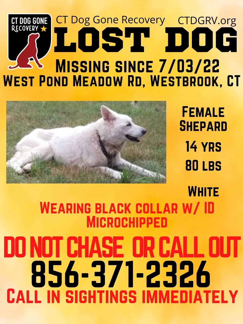 Lost dog in Westbrook, CT, 6498