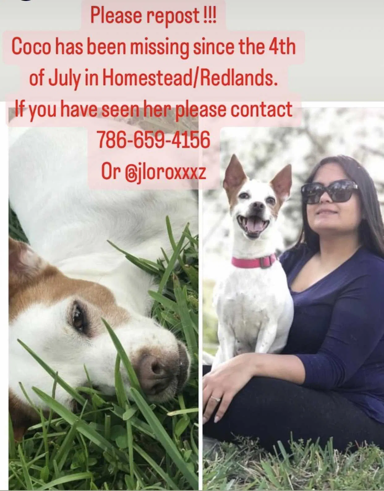 Lost dog in Homestead, FL, 33031