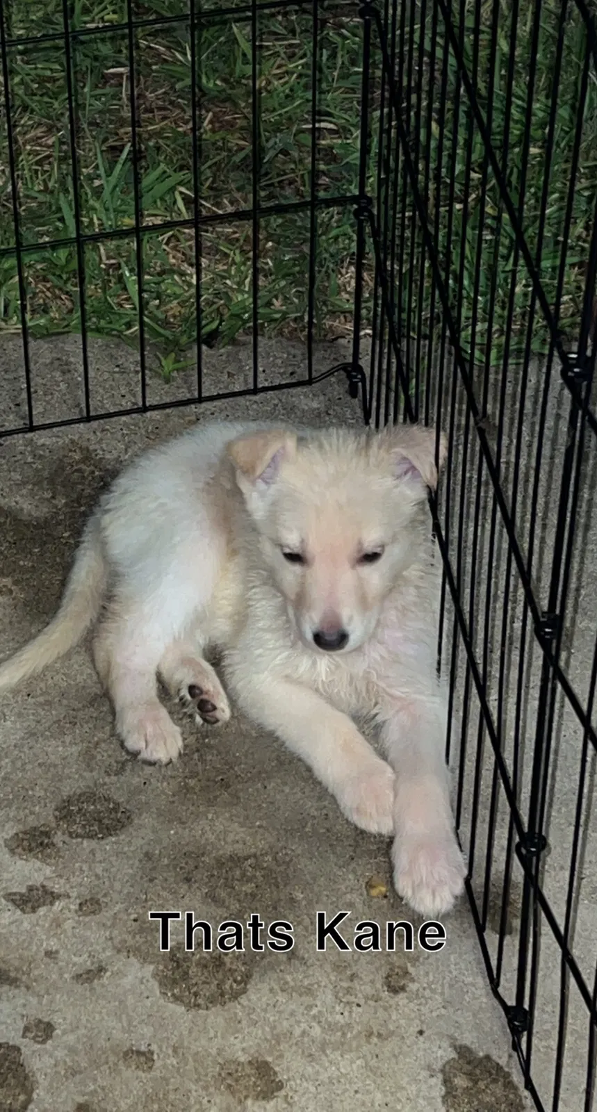 Lost dog in Red Oak, TX, 75154