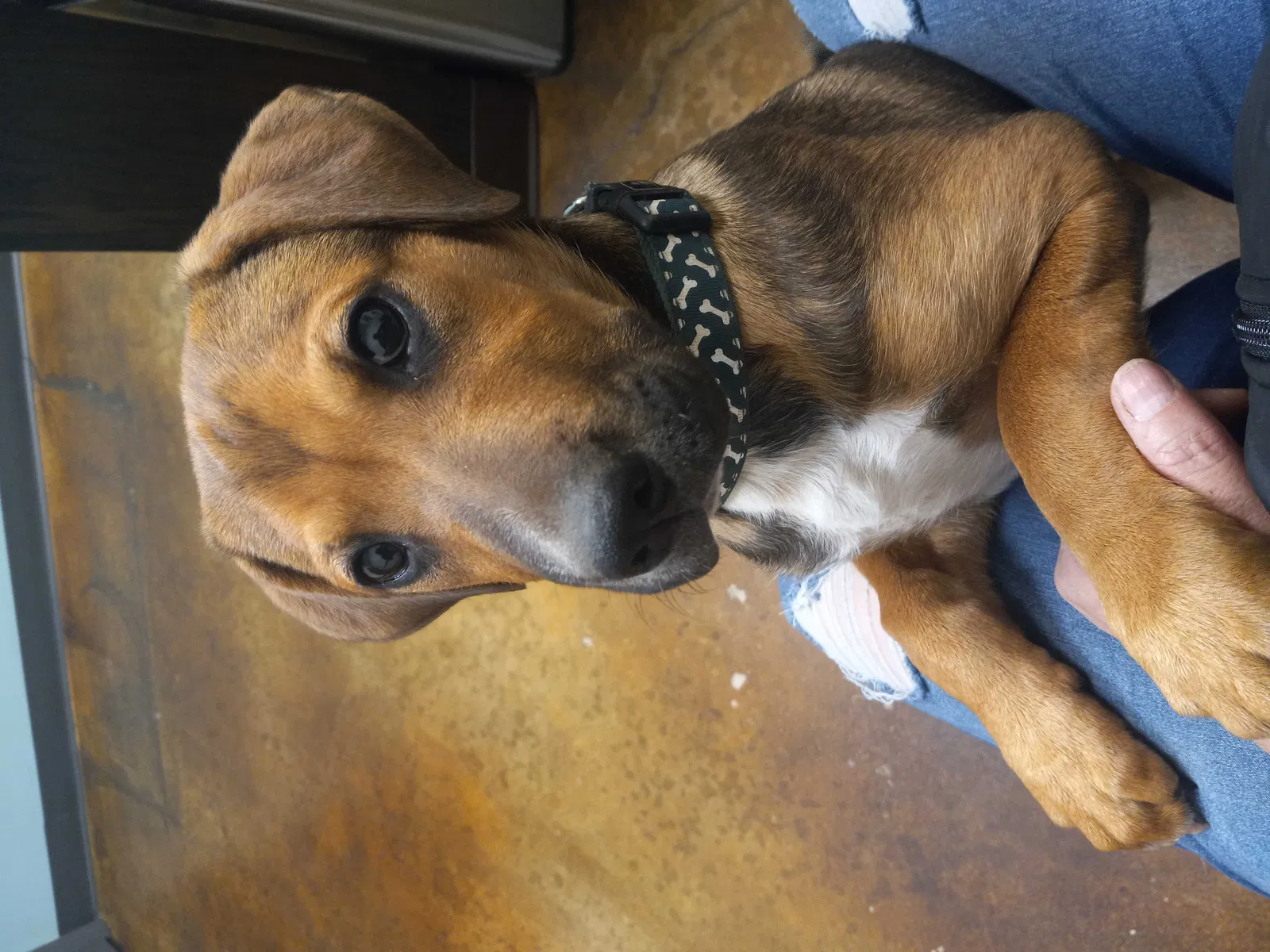 Lost dog in Edmond, OK, 73034