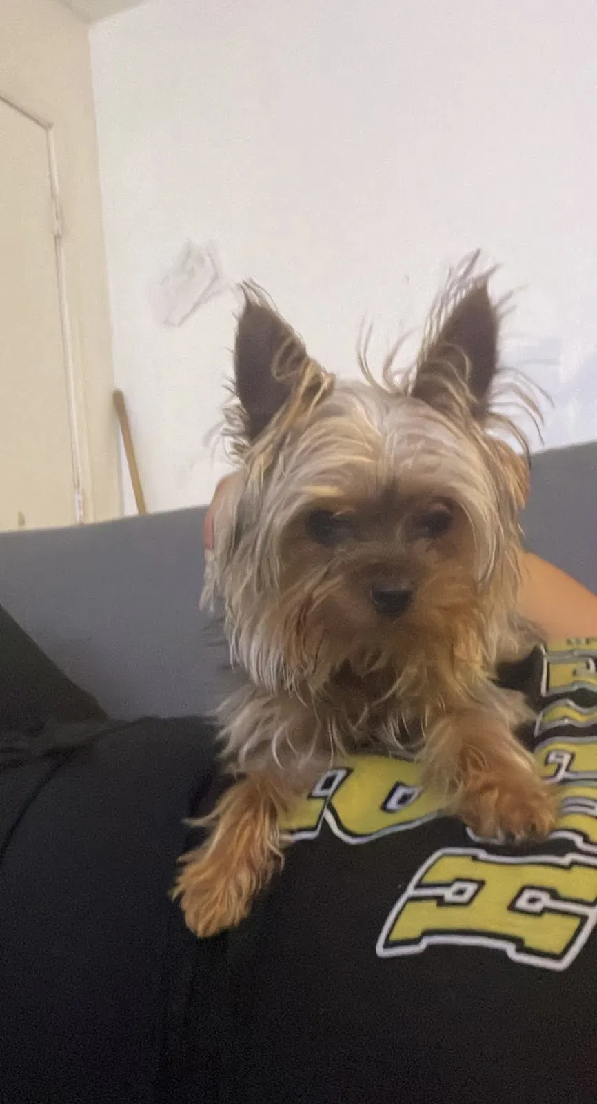 Lost dog in Salinas, CA, 93905