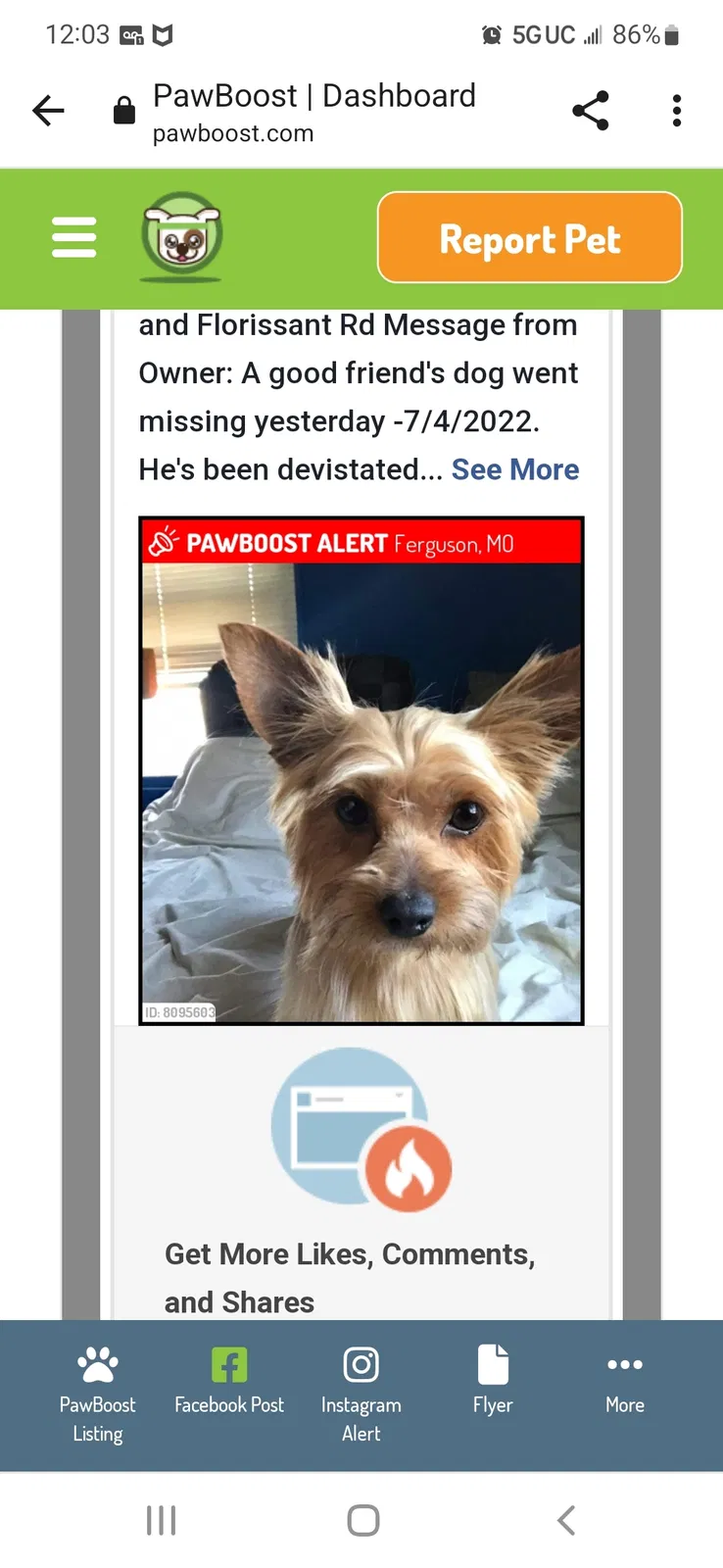 Lost dog in Saint Louis, MO, 63135