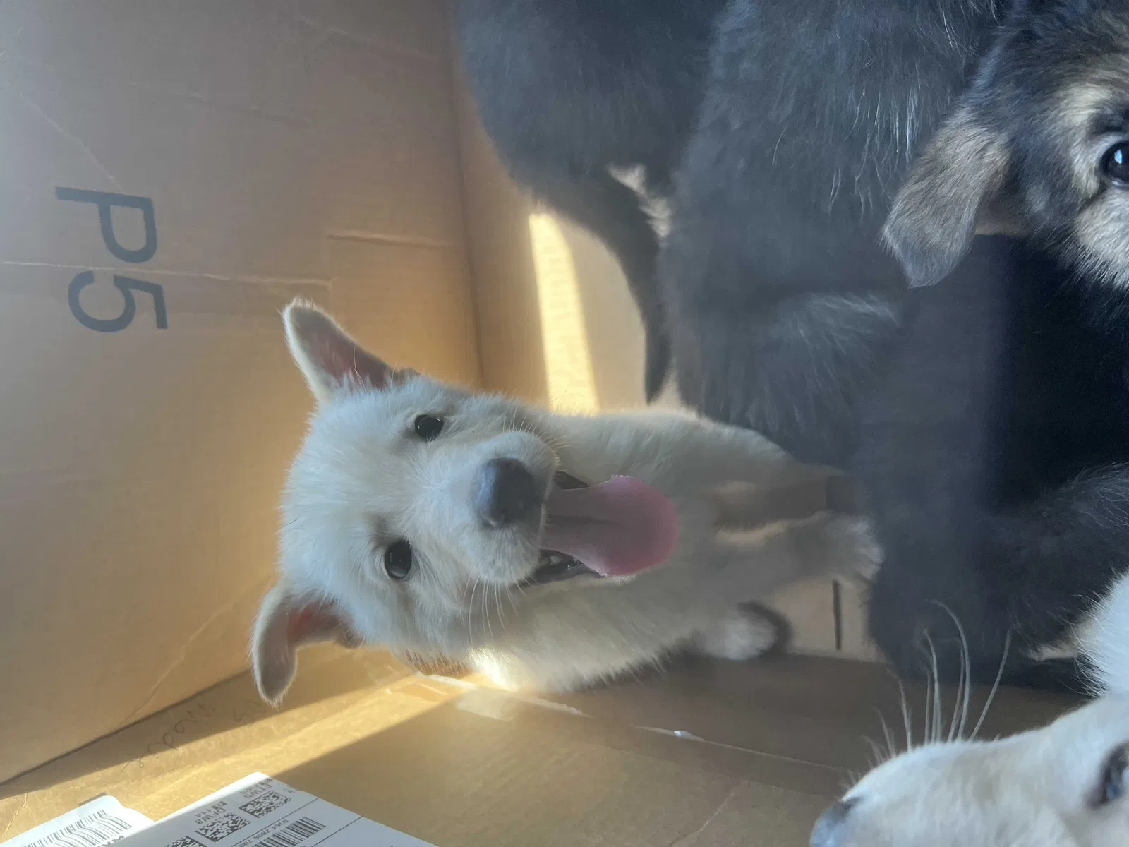 Lost dog in Red Oak, TX, 75154
