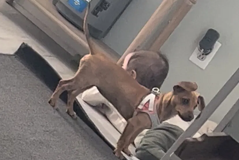 Lost dog in Mcminnville, TN, 37110