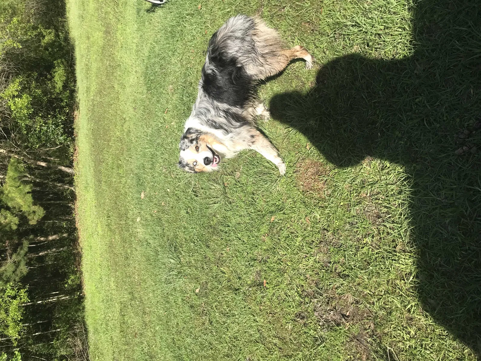 Lost dog in Lake City, FL, 32024