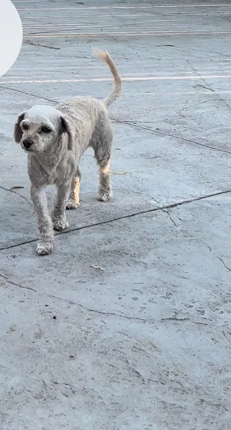 Lost dog in Perris, CA, 92570